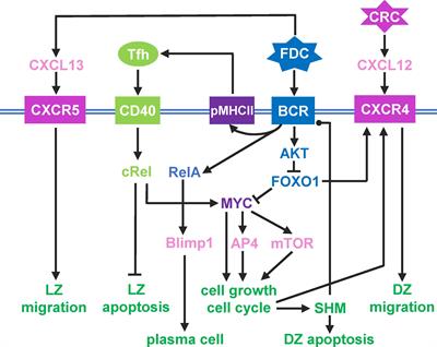 A multiscale spatial modeling framework for the germinal center response